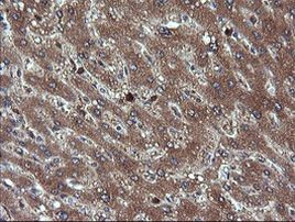 CHGA Antibody in Immunohistochemistry (Paraffin) (IHC (P))