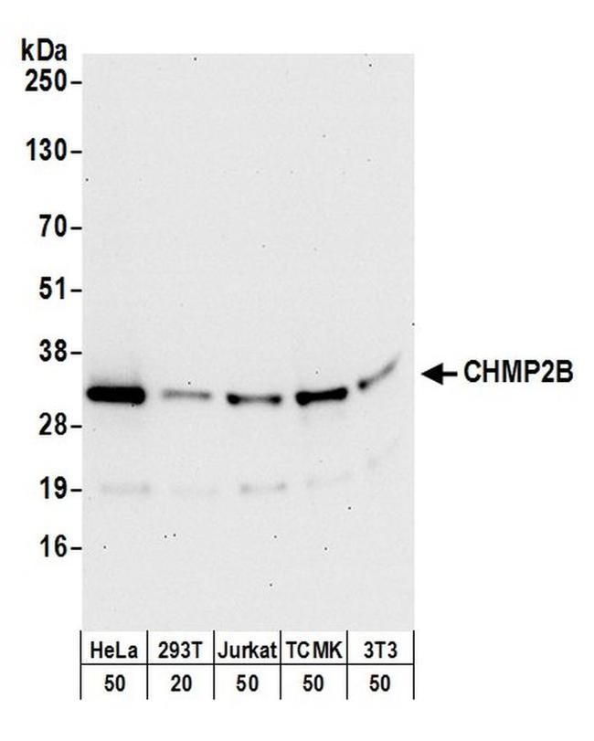 CHMP2B Antibody in Western Blot (WB)