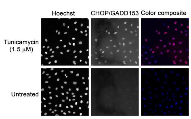 CHOP Monoclonal Antibody (9C8) (MA1-250)