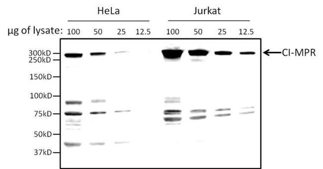 IGF2R Antibody in Western Blot (WB)