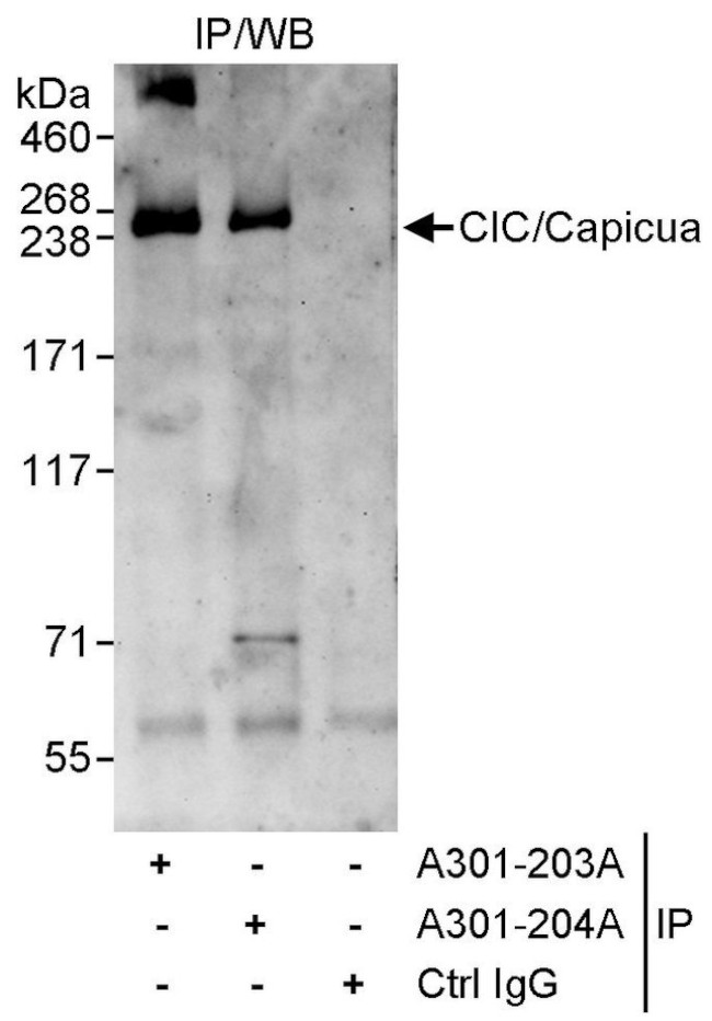 CIC/Capicua Antibody in Immunoprecipitation (IP)