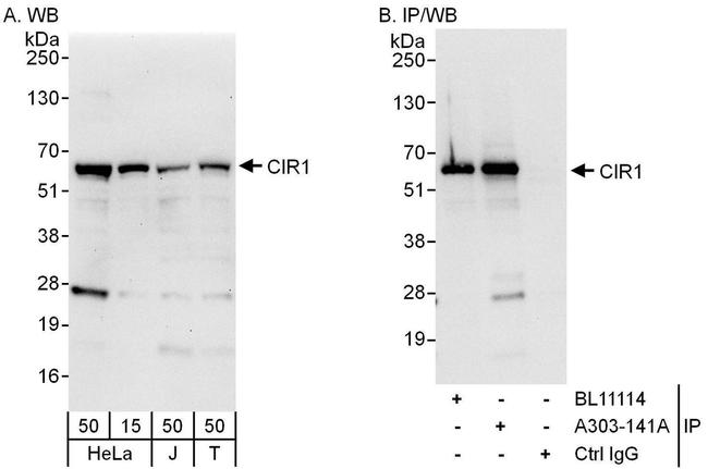 CIR1 Antibody in Western Blot (WB)