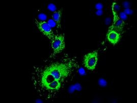 CISD1 Antibody in Immunocytochemistry (ICC/IF)