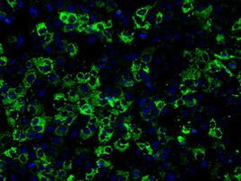 CISD1 Antibody in Immunocytochemistry (ICC/IF)