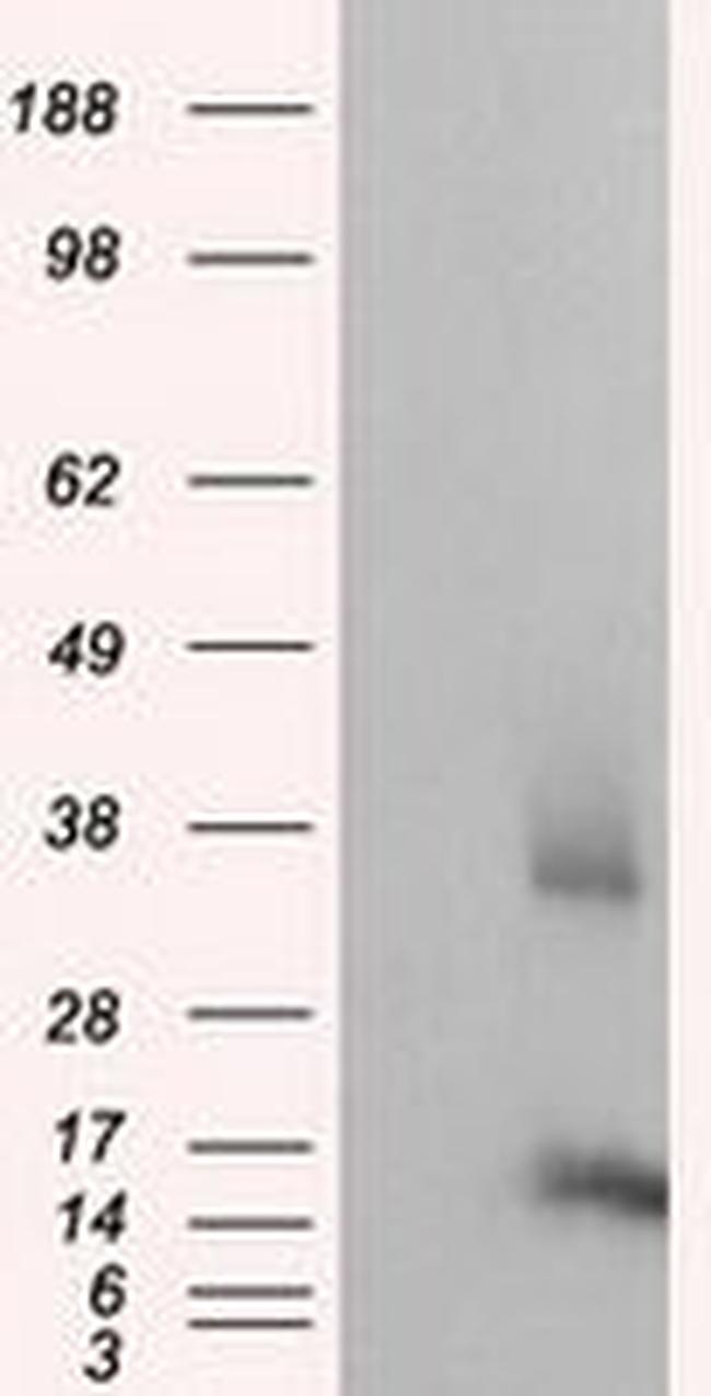 CISD1 Antibody in Western Blot (WB)