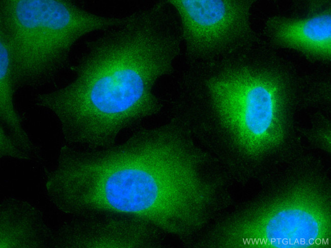 POFUT1 Antibody in Immunocytochemistry (ICC/IF)
