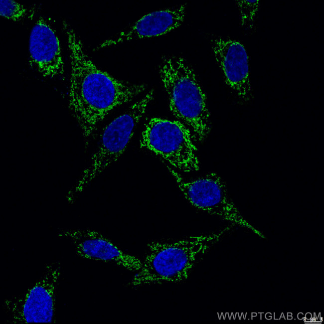 COXIV Antibody in Immunocytochemistry (ICC/IF)