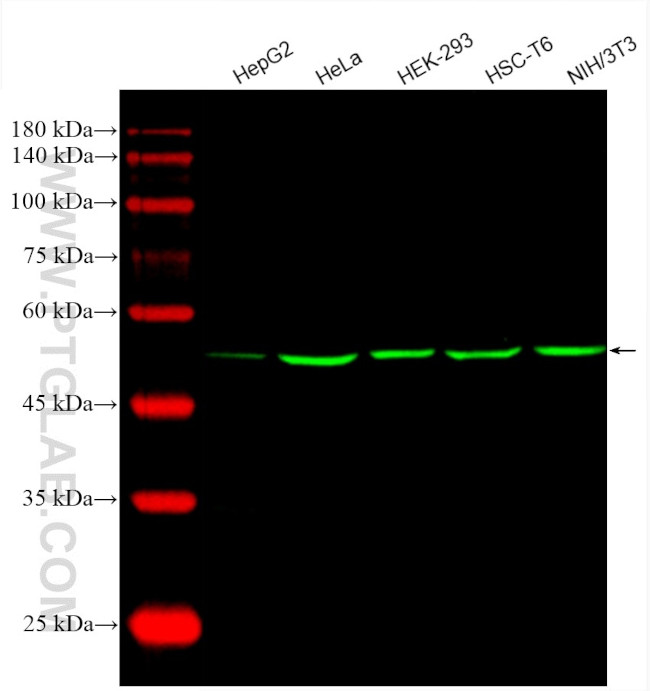 alpha Tubulin Antibody in Western Blot (WB)