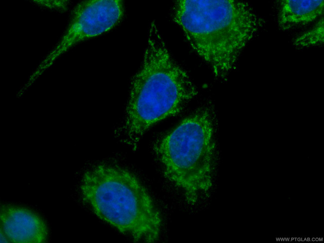 Melanophilin Antibody in Immunocytochemistry (ICC/IF)