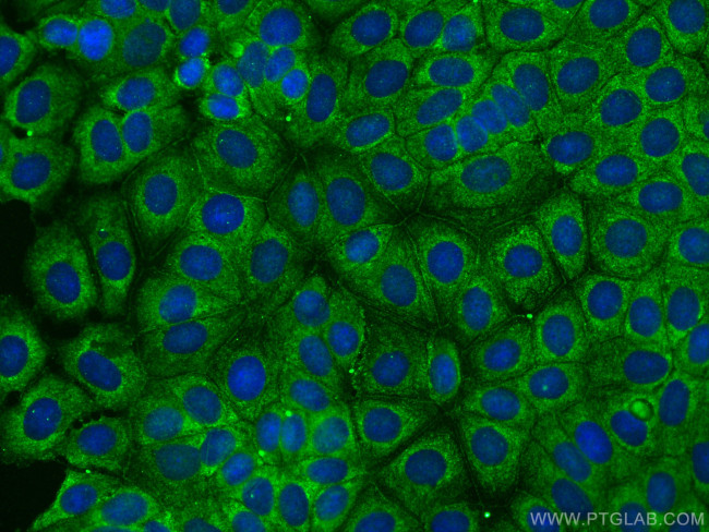 PARD3 Antibody in Immunocytochemistry (ICC/IF)