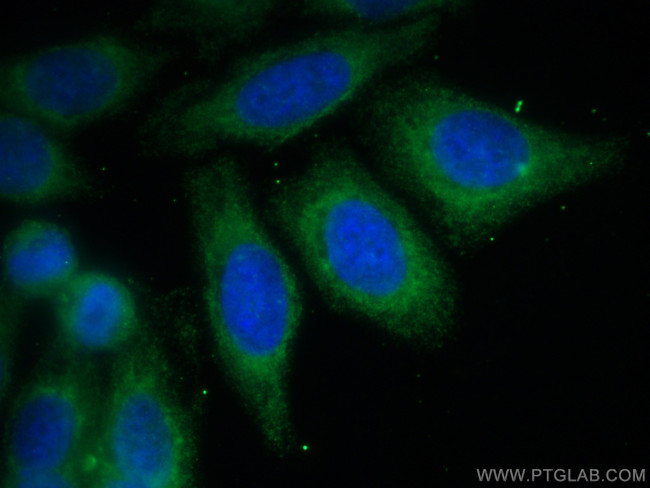 TDRKH Antibody in Immunocytochemistry (ICC/IF)