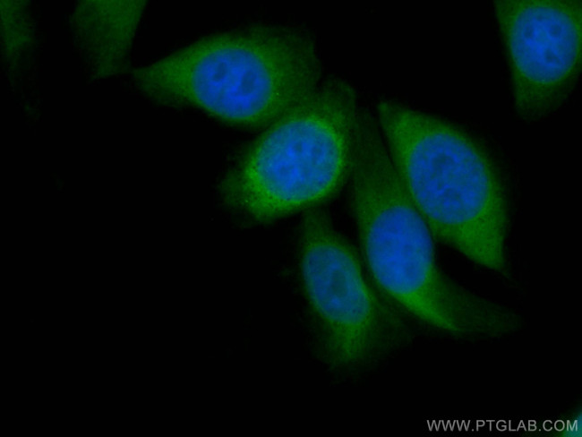 ENO1 Monoclonal Antibody (1D6E8), CoraLite® Plus 488 (CL48867187100UL)