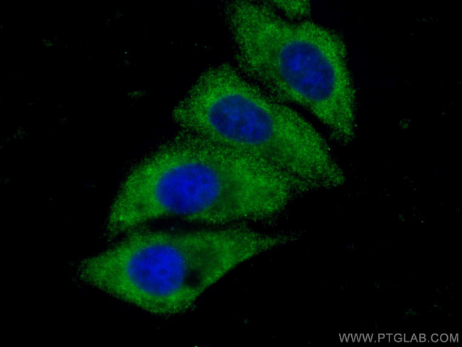 SERPIND1 Antibody in Immunocytochemistry (ICC/IF)