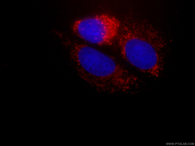 NDUFA4L2 Antibody in Immunocytochemistry (ICC/IF)