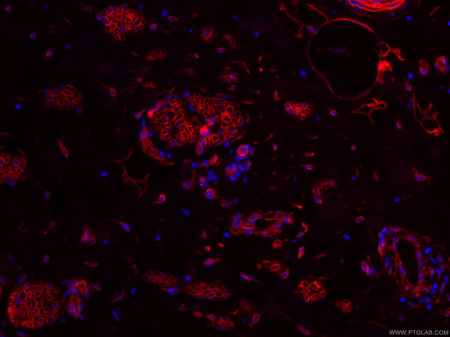 Caveolin-1 Antibody in Immunohistochemistry (PFA fixed) (IHC (PFA))