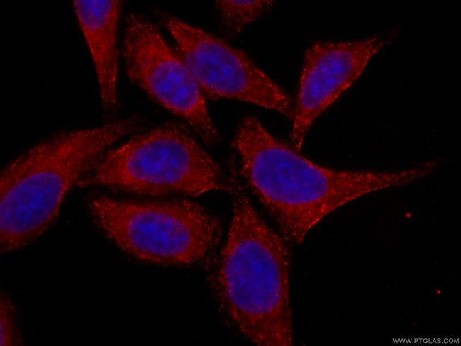 Melanophilin Antibody in Immunocytochemistry (ICC/IF)