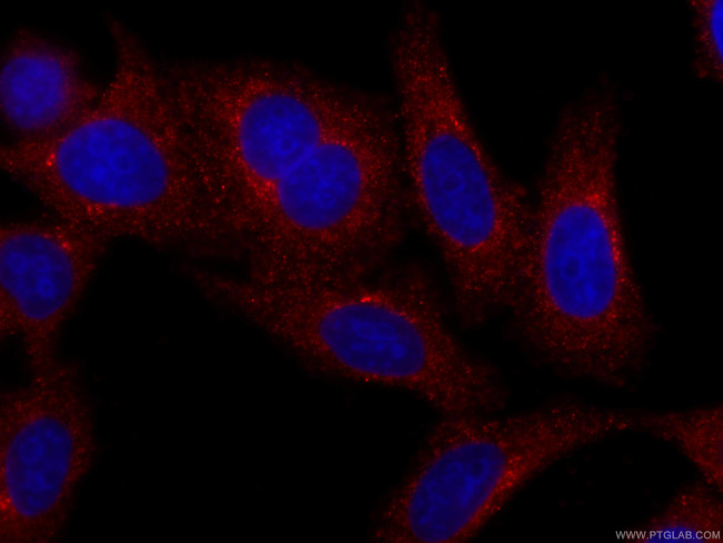 C3/C3b/C3c Antibody in Immunocytochemistry (ICC/IF)