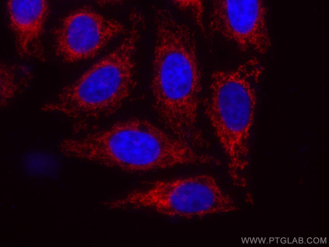 MFN1 Antibody in Immunocytochemistry (ICC/IF)