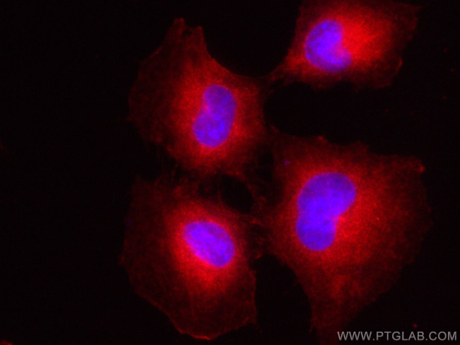 POFUT1 Antibody in Immunocytochemistry (ICC/IF)