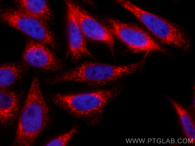 CKAP4 Antibody in Immunocytochemistry (ICC/IF)