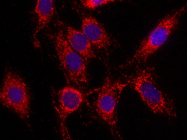 LONP1 Antibody in Immunocytochemistry (ICC/IF)