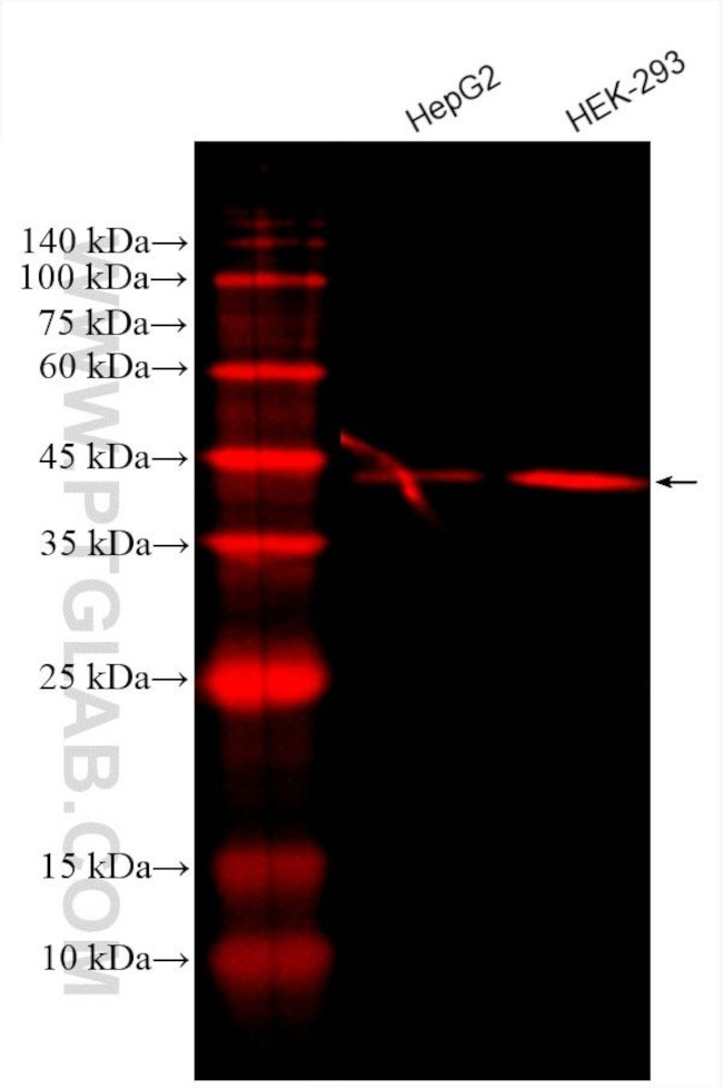 PDH E1 Alpha Antibody in Western Blot (WB)