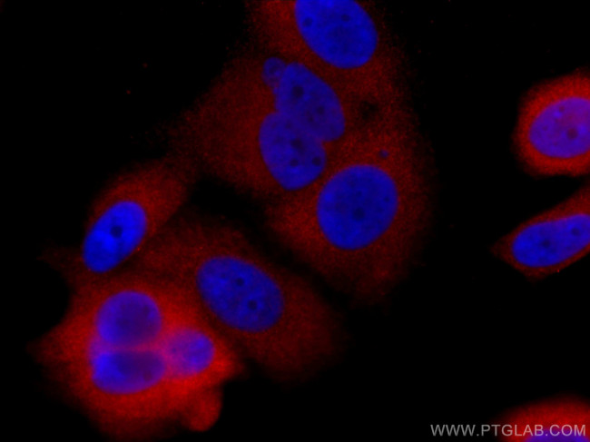 GDI1 Antibody in Immunocytochemistry (ICC/IF)