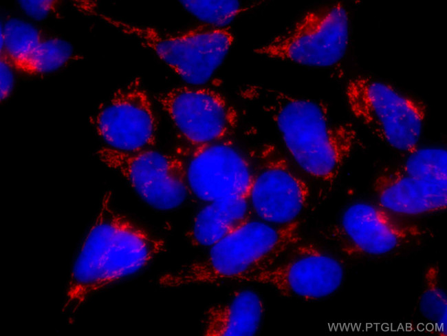 LRPPRC Antibody in Immunocytochemistry (ICC/IF)