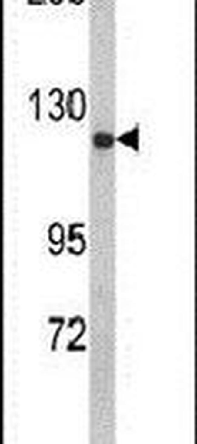 CLASP2 Antibody in Western Blot (WB)