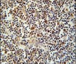 CD300f Antibody in Immunohistochemistry (IHC)