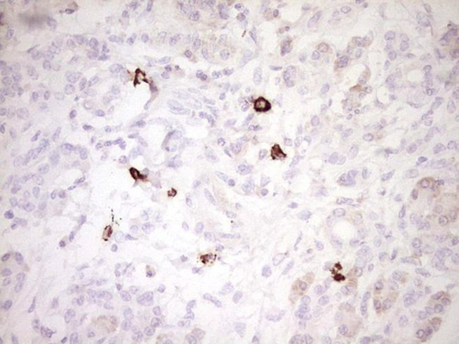 CLOCK Antibody in Immunohistochemistry (Paraffin) (IHC (P))