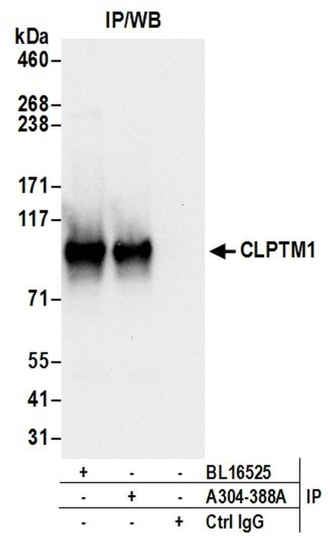 CLPTM1 Antibody in Western Blot (WB)