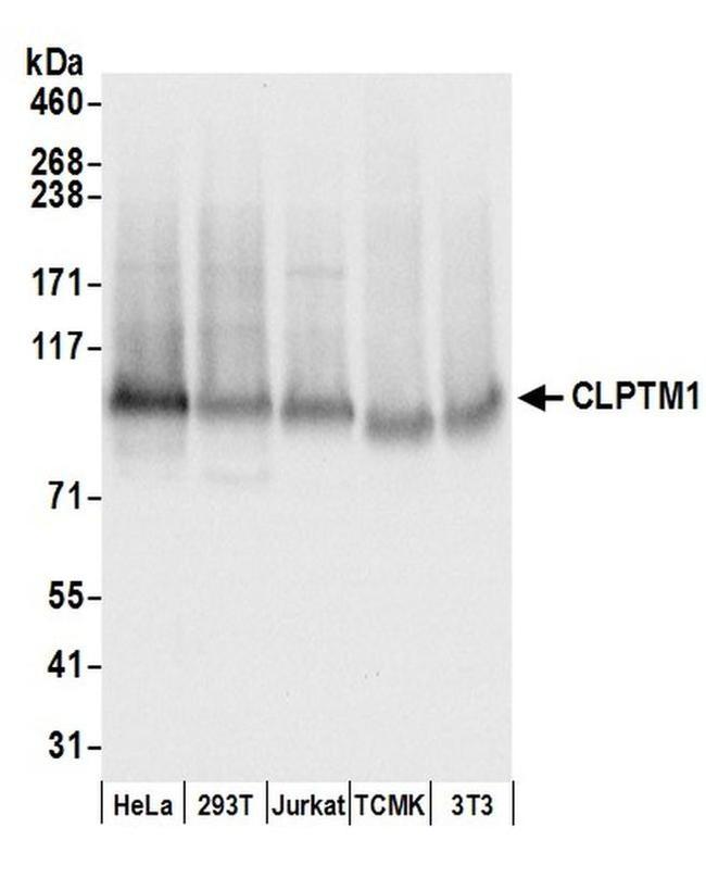 CLPTM1 Antibody in Western Blot (WB)