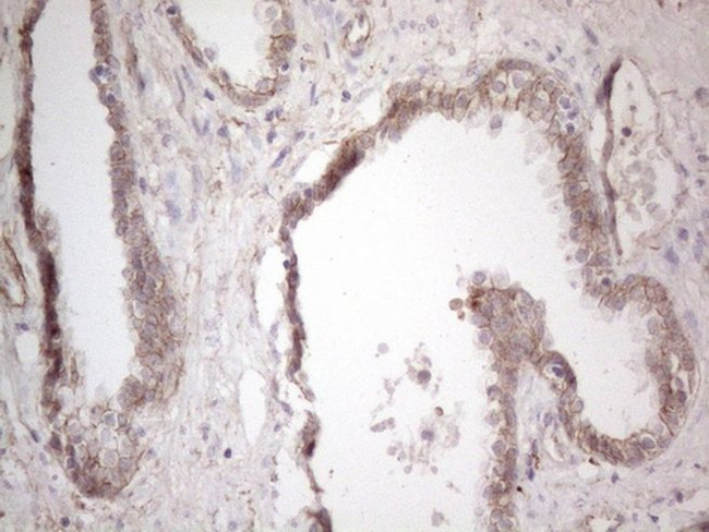 CLU Antibody in Immunohistochemistry (Paraffin) (IHC (P))