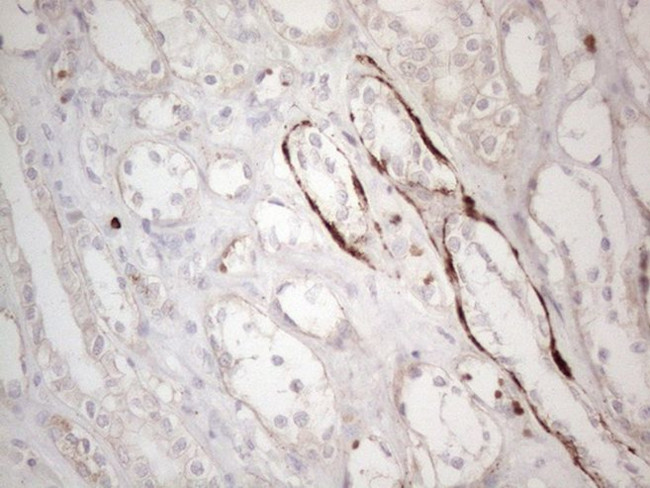 CLU Antibody in Immunohistochemistry (Paraffin) (IHC (P))