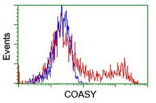 COASY Antibody in Flow Cytometry (Flow)