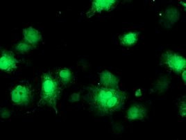 COASY Antibody in Immunocytochemistry (ICC/IF)