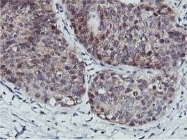 COASY Antibody in Immunohistochemistry (Paraffin) (IHC (P))