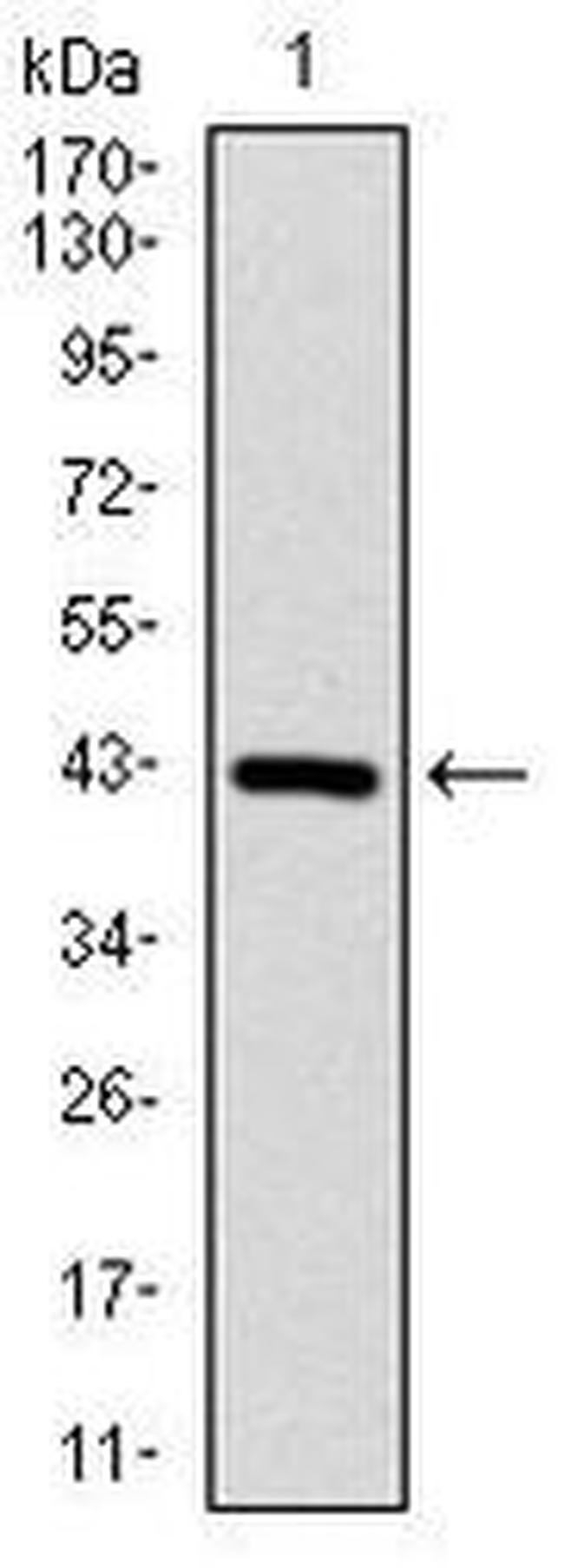 COTL1 Antibody in Western Blot (WB)