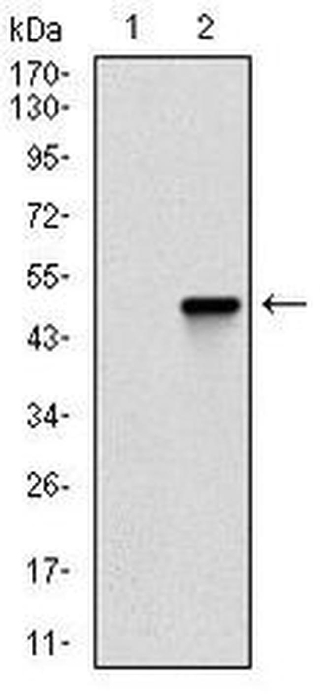 COTL1 Antibody in Western Blot (WB)