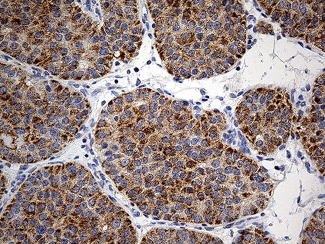 COX17 Antibody in Immunohistochemistry (Paraffin) (IHC (P))