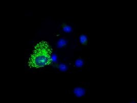 COX6A1 Antibody in Immunocytochemistry (ICC/IF)