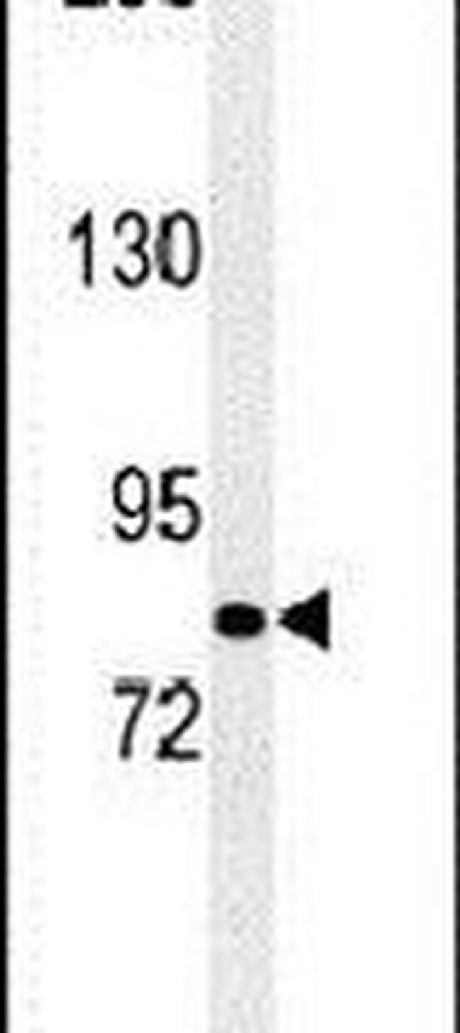 HID1 Antibody in Western Blot (WB)