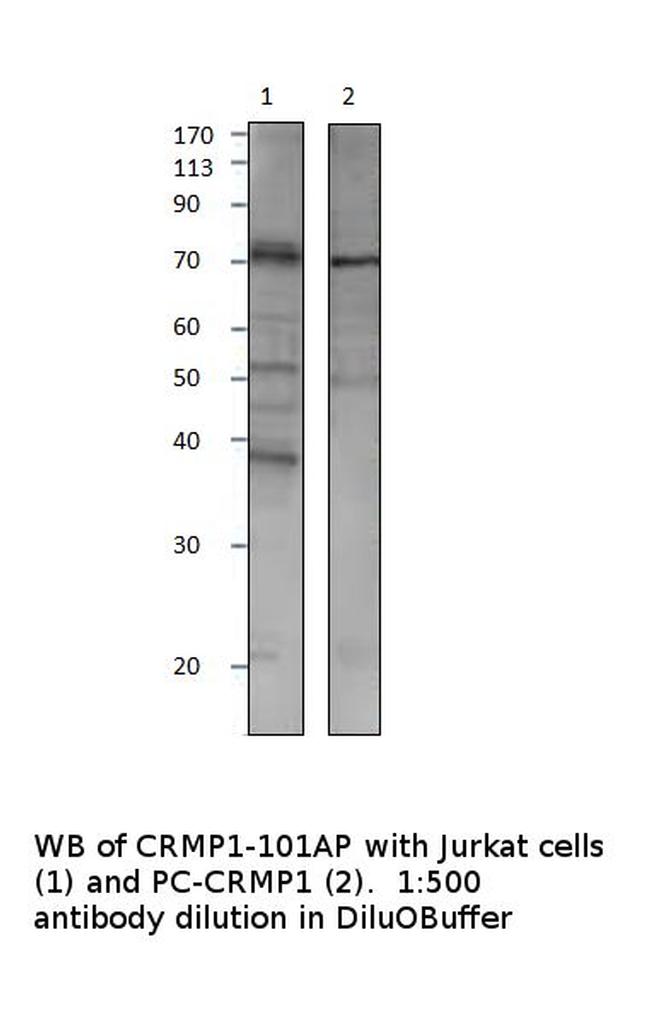 CRMP1 Antibody in Western Blot (WB)