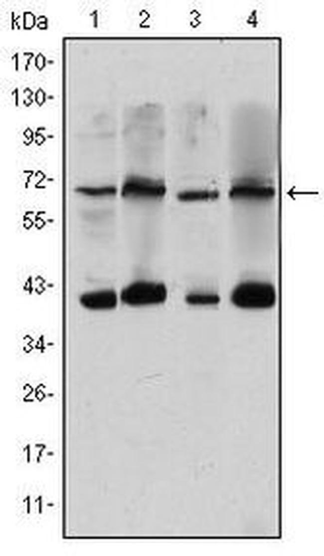 CRTC3 Antibody in Western Blot (WB)