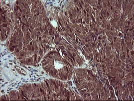 CSH1 Antibody in Immunohistochemistry (Paraffin) (IHC (P))