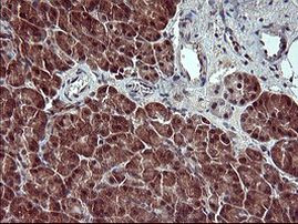 CSH1 Antibody in Immunohistochemistry (Paraffin) (IHC (P))