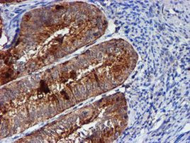 CST3 Antibody in Immunohistochemistry (Paraffin) (IHC (P))