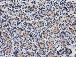 CTH Antibody in Immunohistochemistry (Paraffin) (IHC (P))