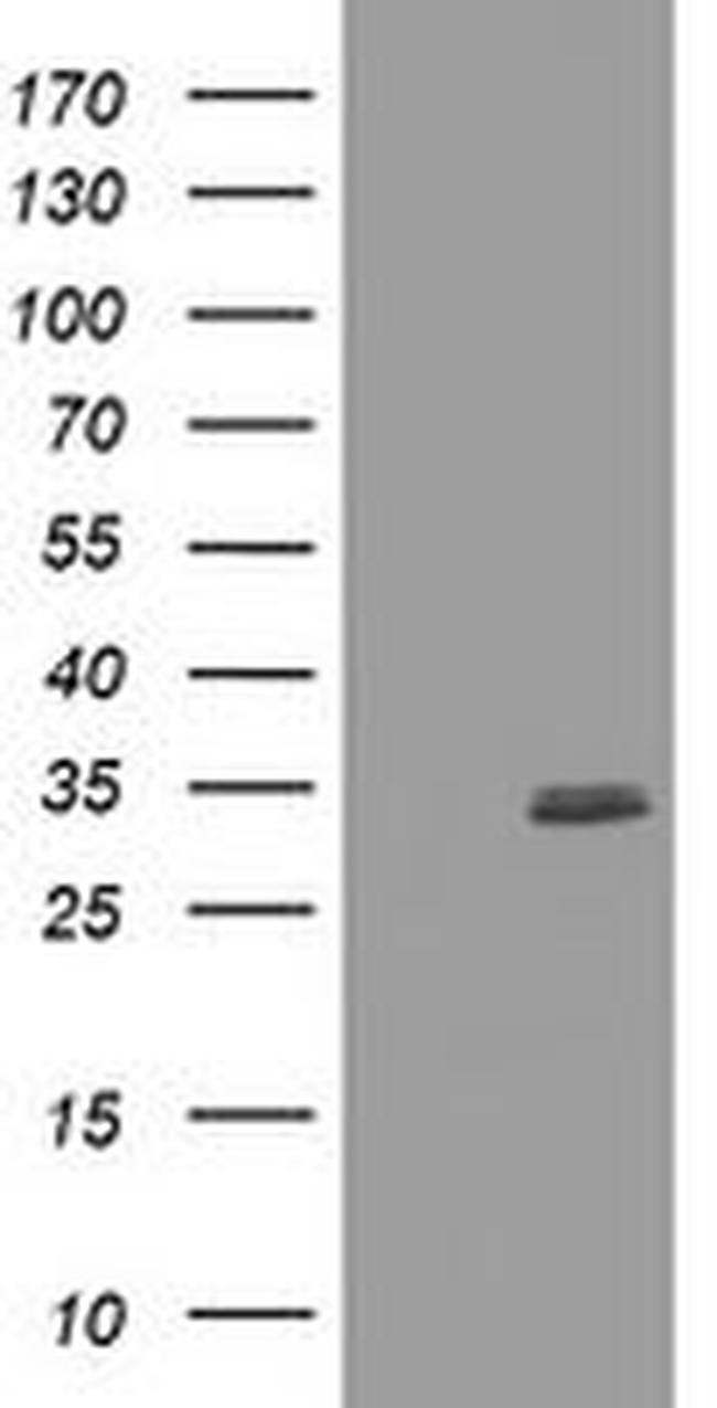 CUEDC2 Antibody in Western Blot (WB)